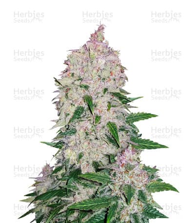 Star Dawg seeds at Herbies Head Shop