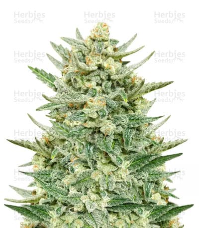 Strawberry Banana seeds at Herbies Head Shop