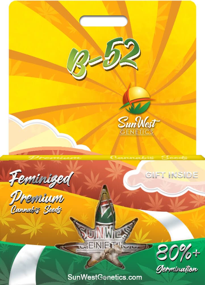 B-52 seeds at Sunwest Genetics