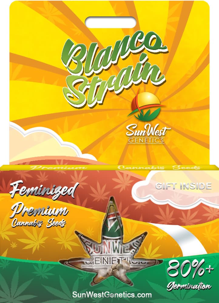 Blanco seeds at Sunwest Genetics