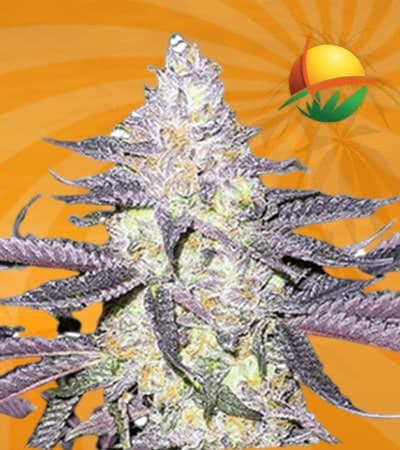 Dolato seeds at Sunwest Genetics