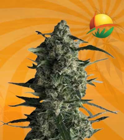 Galaxy Feminized