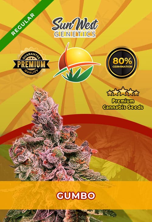 Gumbo seeds at Sunwest Genetics