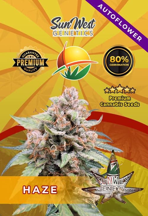 Haze seeds at Sunwest Genetics