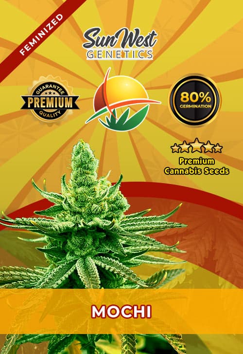 Mochi seeds at Sunwest Genetics
