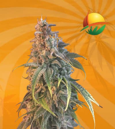 Nuken Feminized