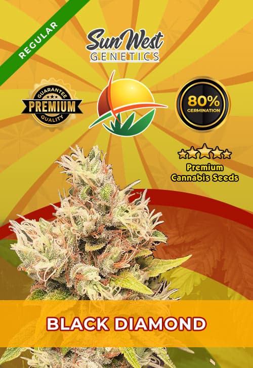 Papaya seeds at Sunwest Genetics