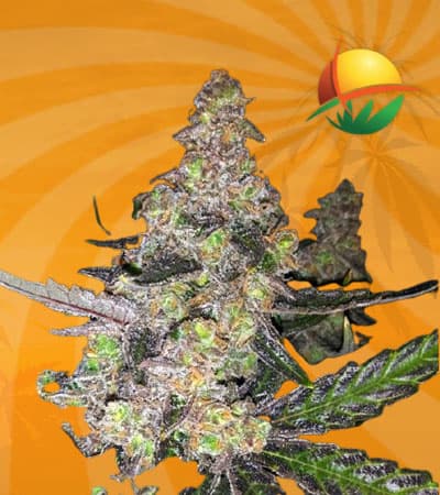 Runtz Feminized