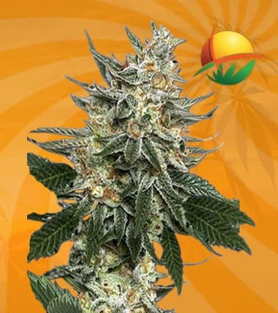 Tangie Feminized