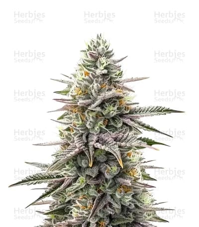 Super Boof seeds at Herbies Head Shop