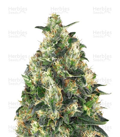 Super Skunk seeds at Herbies Head Shop