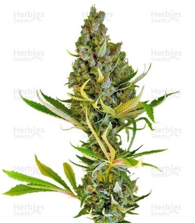 Sweet Cheese seeds at Herbies Head Shop