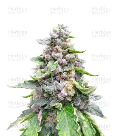 White Gold seeds at Herbies Head Shop