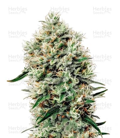 White Rhino seeds at Herbies Head Shop