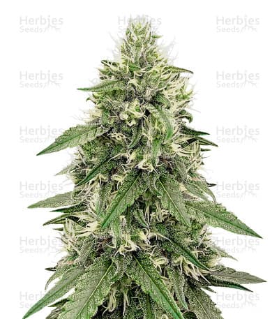 Zombie Kush seeds at Herbies Head Shop
