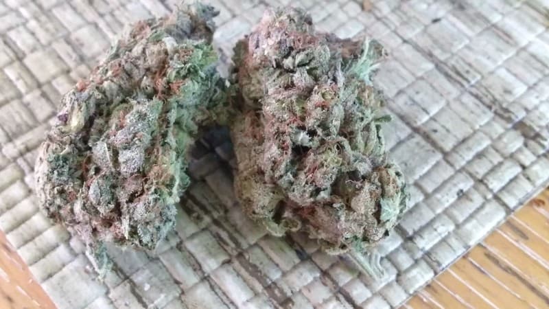 3 Kings cannabis strain, community photo 2