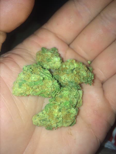 3 Kings cannabis strain, community photo 3
