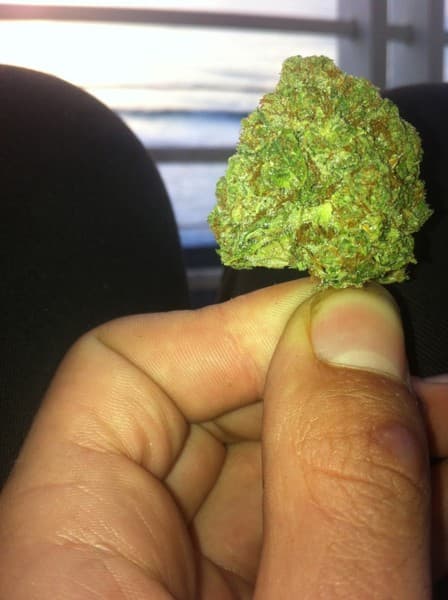 3 Kings cannabis strain, community photo 4
