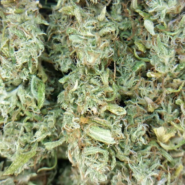 ACDC cannabis strain, community photo 2