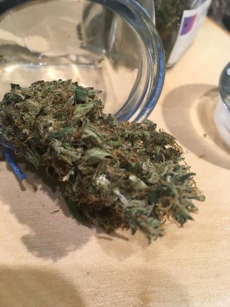 ACDC cannabis strain, community photo 4