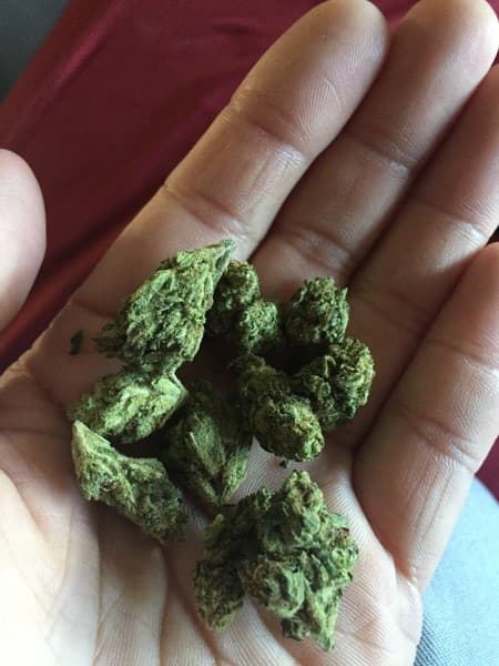 ACDC cannabis strain, community photo 5