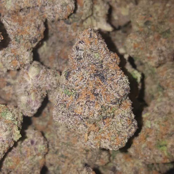 Adios MF cannabis strain, community photo 1