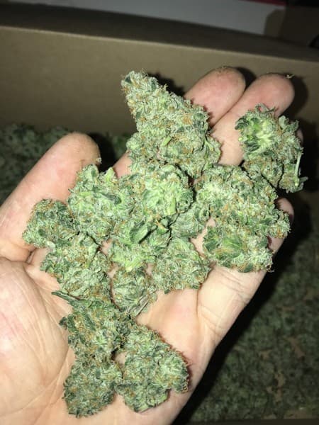 Afghan Kush cannabis strain, community photo 2