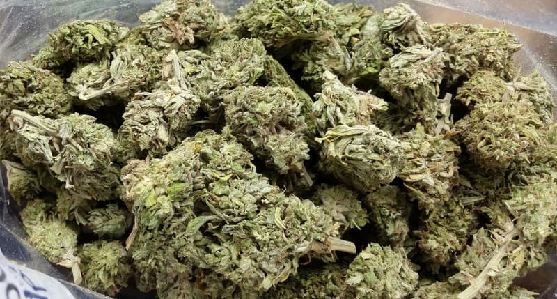 Afghani cannabis strain, community photo 3
