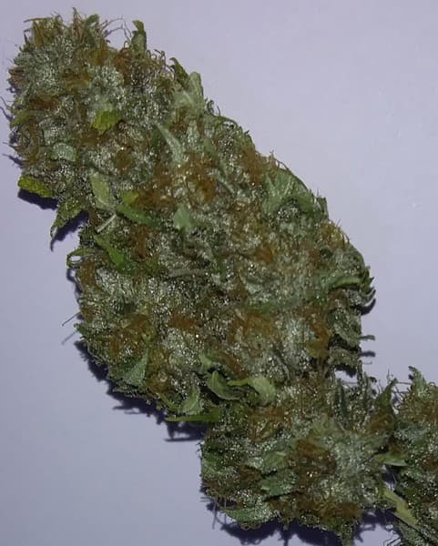 Afghani cannabis strain, community photo 5
