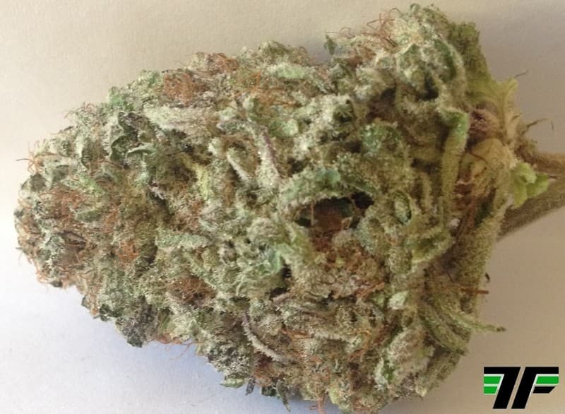 Afgoo cannabis strain, community photo 3