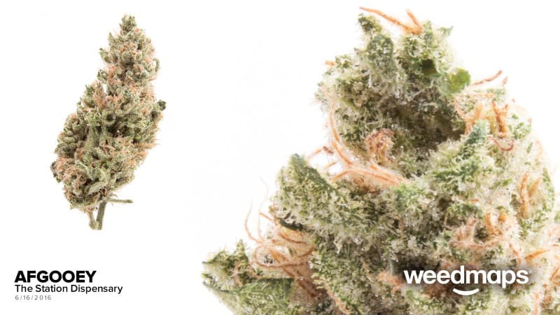 Afgooey cannabis strain, community photo 2