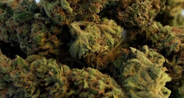 Afgooey cannabis strain, community photo 4