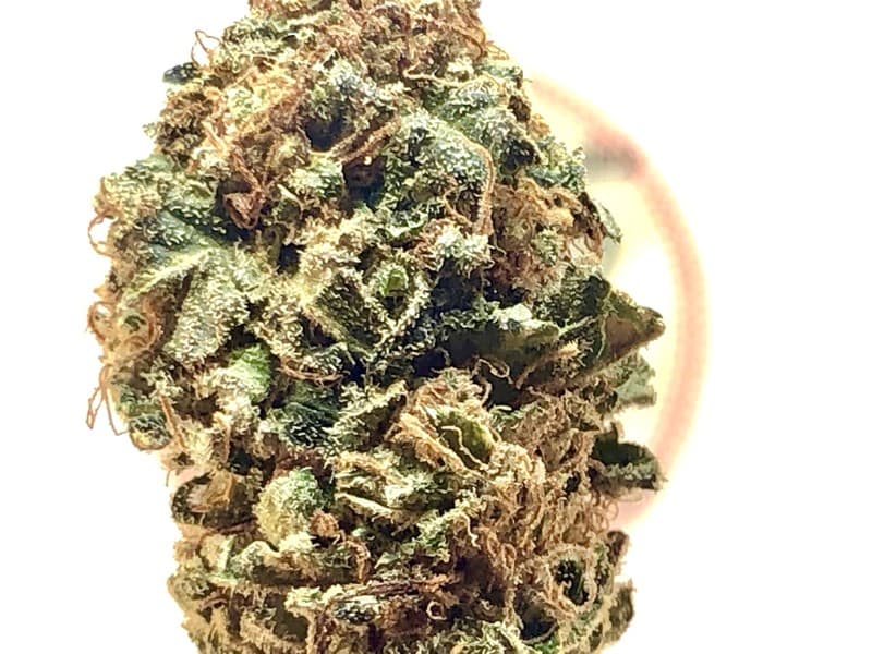 AK-47 cannabis strain, community photo 1