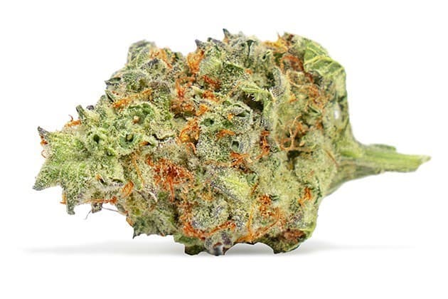 AK-47 cannabis strain, community photo 2