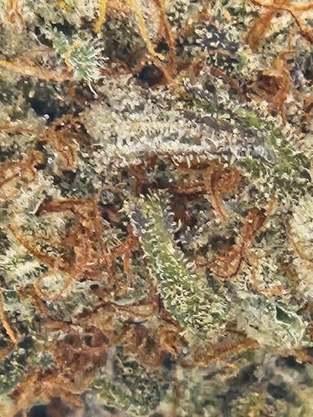 AK-47 cannabis strain, community photo 5