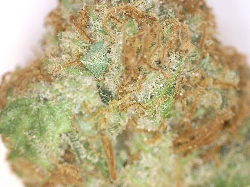 AK-47 cannabis strain, community photo 6