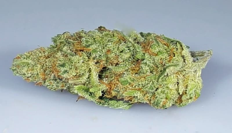 Alaskan Ice cannabis strain, community photo 1