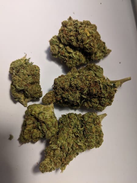 Alien Dawg cannabis strain, community photo 2