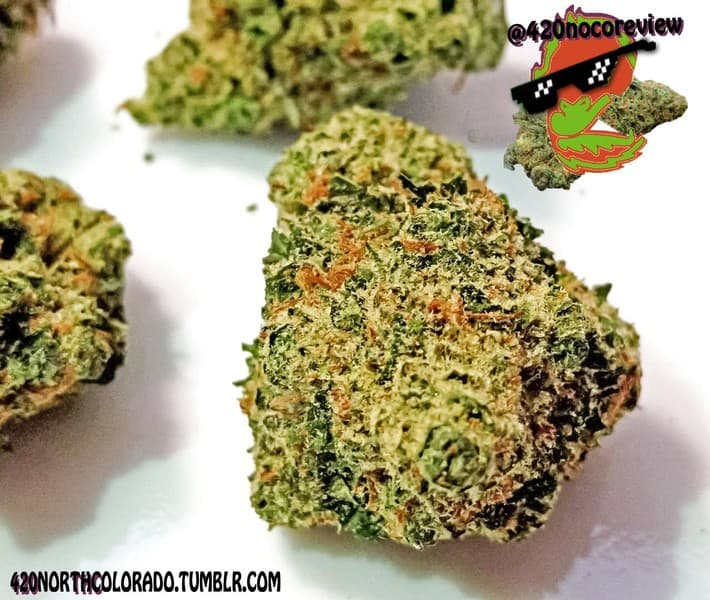 Alien Dawg cannabis strain, community photo 3