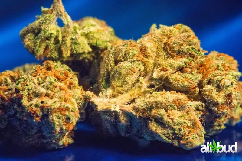 Alien Dawg cannabis strain, community photo 5
