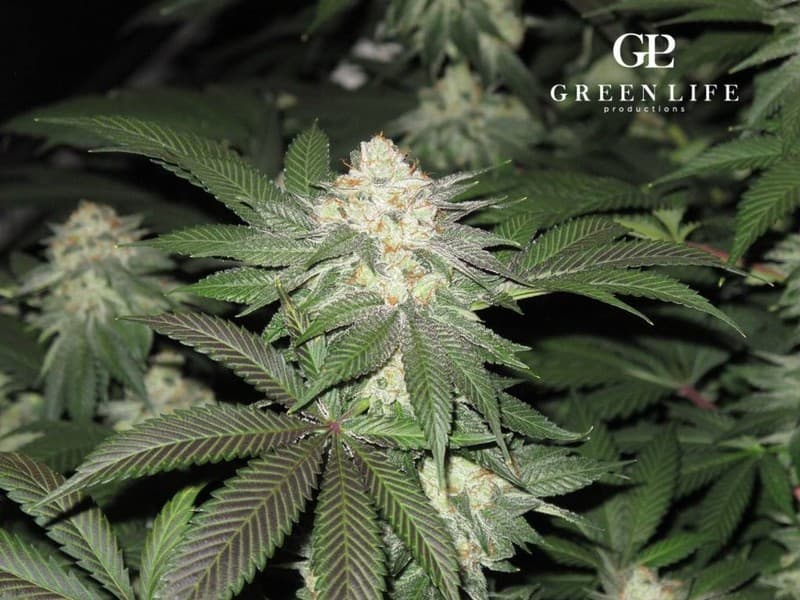 Alien Kush cannabis strain, community photo 3