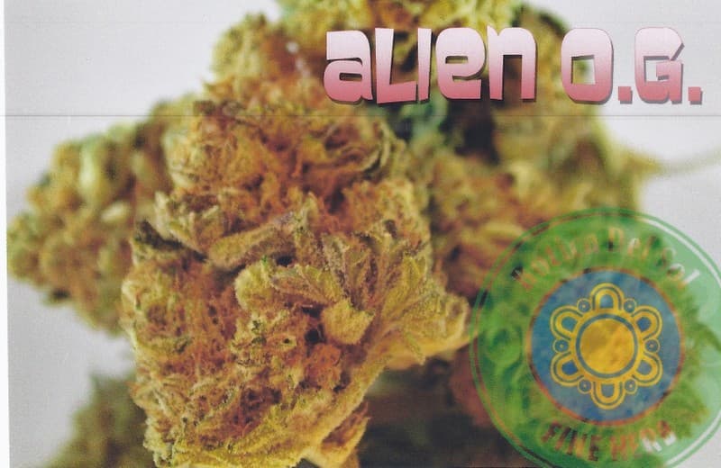 Alien OG cannabis strain, community photo 5