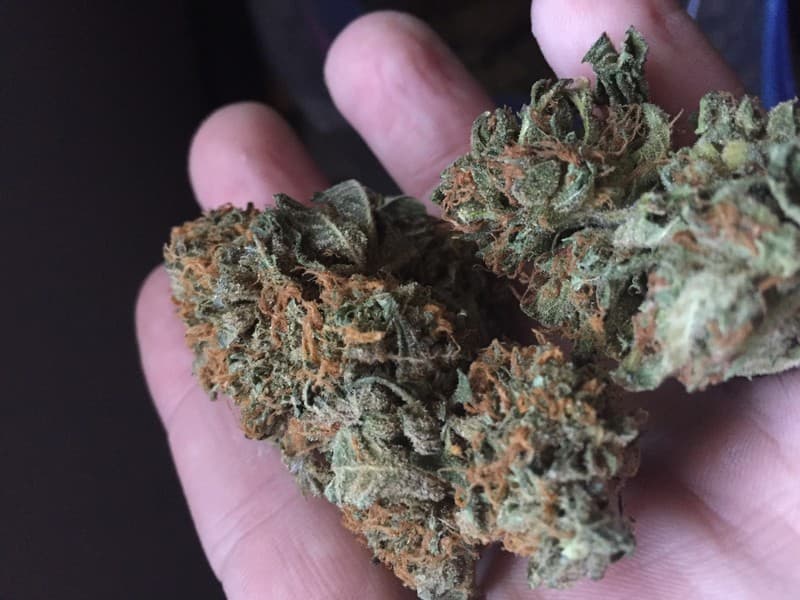 Alien OG cannabis strain, community photo 6