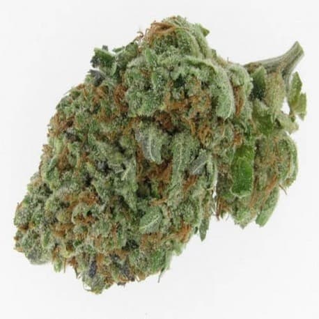 Alien OG cannabis strain, community photo 8