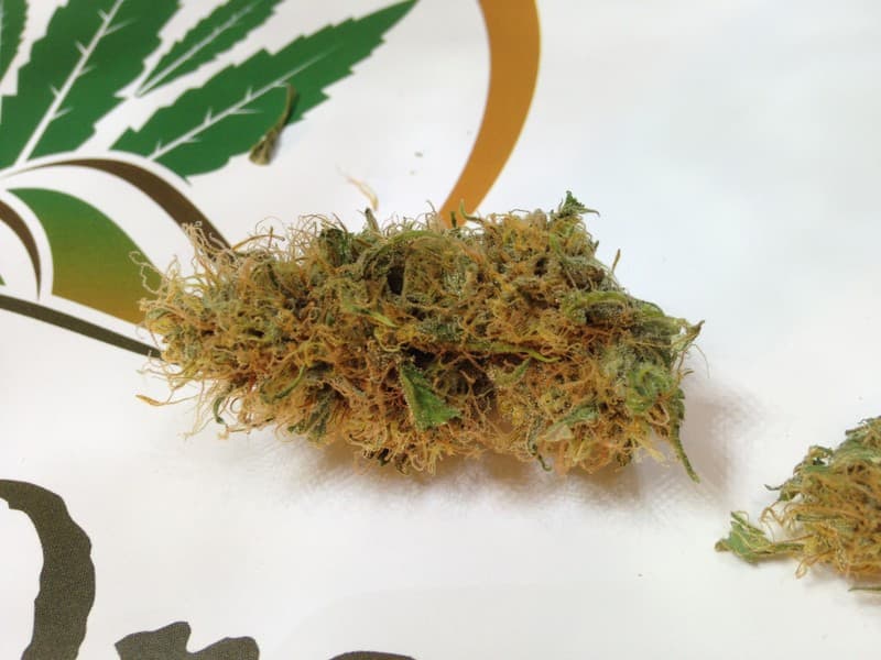 Amnesia cannabis strain, community photo 1