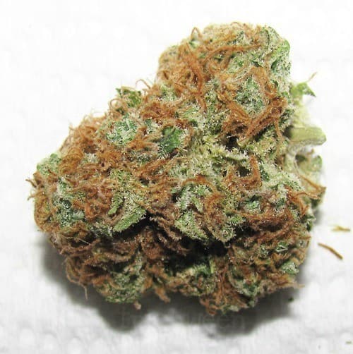 Amnesia cannabis strain, community photo 3