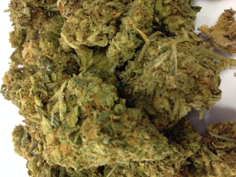 Amnesia cannabis strain, community photo 4