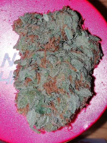Amnesia cannabis strain, community photo 6
