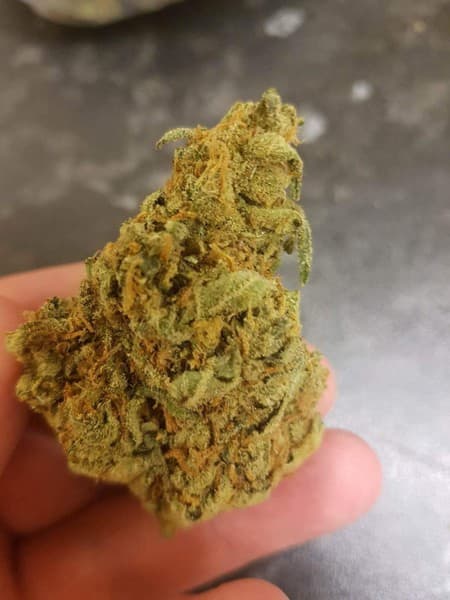 Amnesia cannabis strain, community photo 7