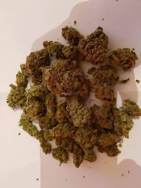 Amnesia cannabis strain, community photo 8